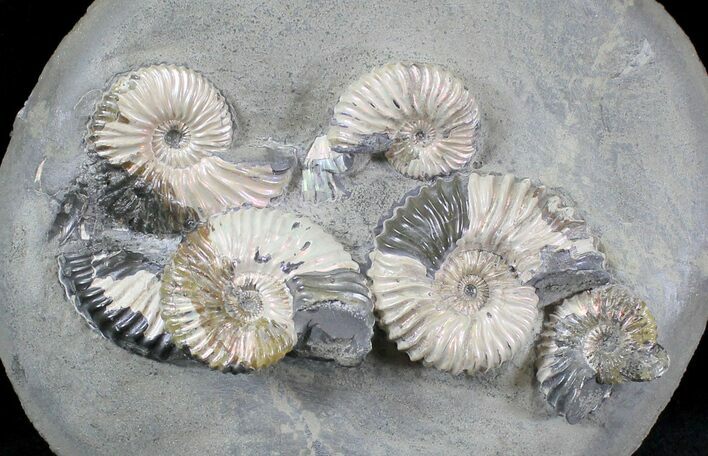 Iridescent Ammonite (Deschaesites) Cluster - Russia #28347